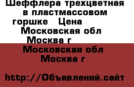 Шеффлера трехцветная в пластмассовом горшке › Цена ­ 1 000 - Московская обл., Москва г.  »    . Московская обл.,Москва г.